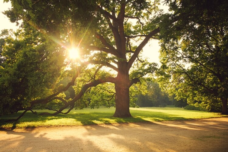 l’arbre le plus résistant considérer conditions changements climatiques réussir planter