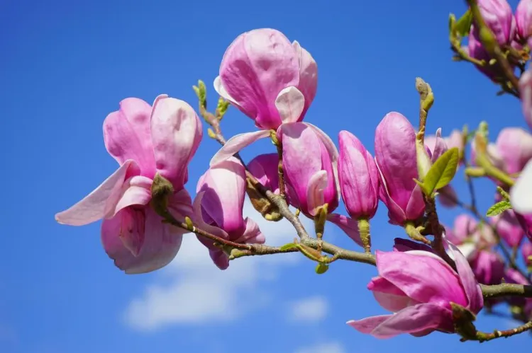 magnolia pour une haie fleurie 2023