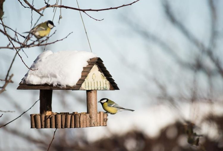 mangeoire oiseau en bois