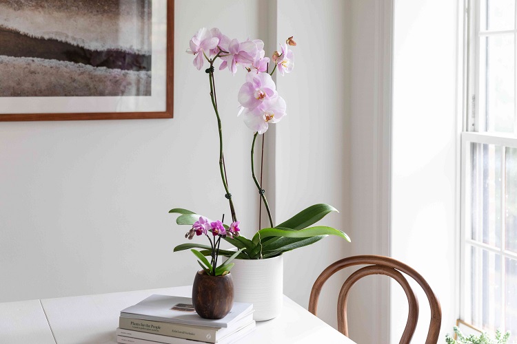 meilleures plantes en pot pour un intérieur fleuri toute l'année idées déco florale