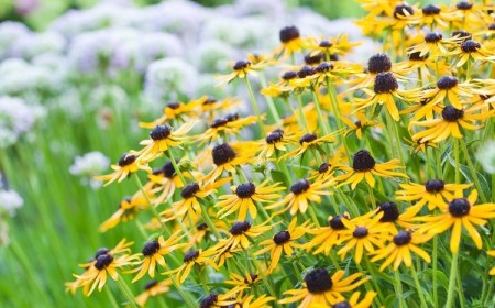 meilleures plantes fleurs vivaces à planter en automne septembre novembre floraison automnale hivernale jardin sans entretien espèces rustiques feuillage persistant