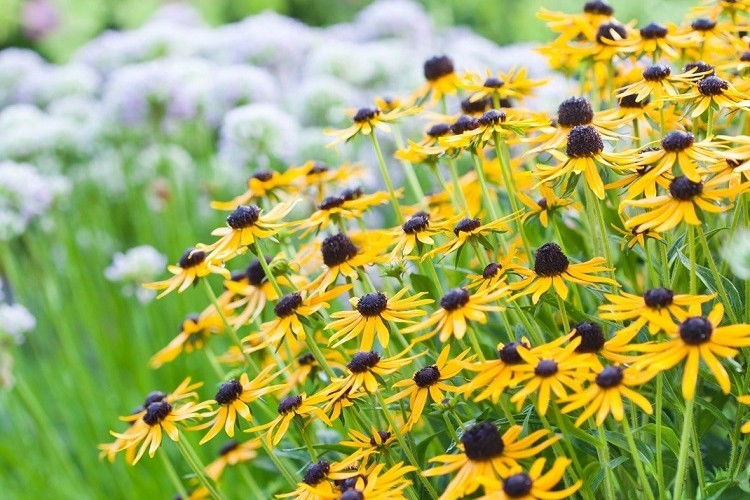 meilleures plantes fleurs vivaces à planter en automne septembre novembre floraison automnale hivernale jardin sans entretien espèces rustiques feuillage persistant