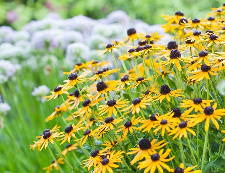 meilleures plantes fleurs vivaces à planter en automne septembre novembre floraison automnale hivernale jardin sans entretien espèces rustiques feuillage persistant