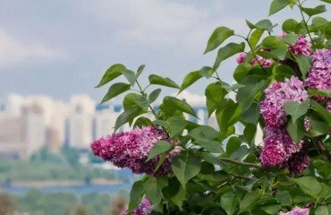 meilleures plantes résistantes à la pollution air urbain qui absorbent co2 purifient à planter automne jardin terrasse en ville
