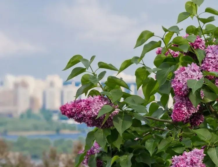 meilleures plantes résistantes à la pollution air urbain qui absorbent co2 purifient à planter automne jardin terrasse en ville