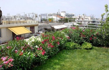 meilleures plantes résistantes à la pollution air urbain qui absorbent co2 purifient l'air à planter automne jardin terrasse en ville