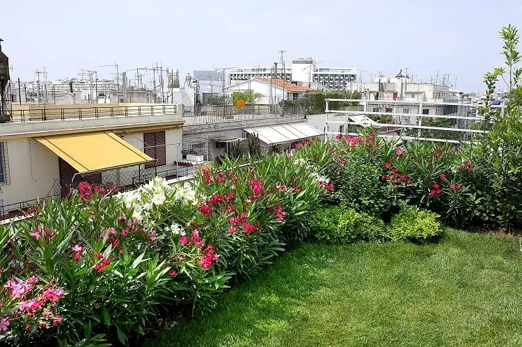 meilleures plantes résistantes à la pollution de l'air urbain à planter sur le balcon la terrasse en ville