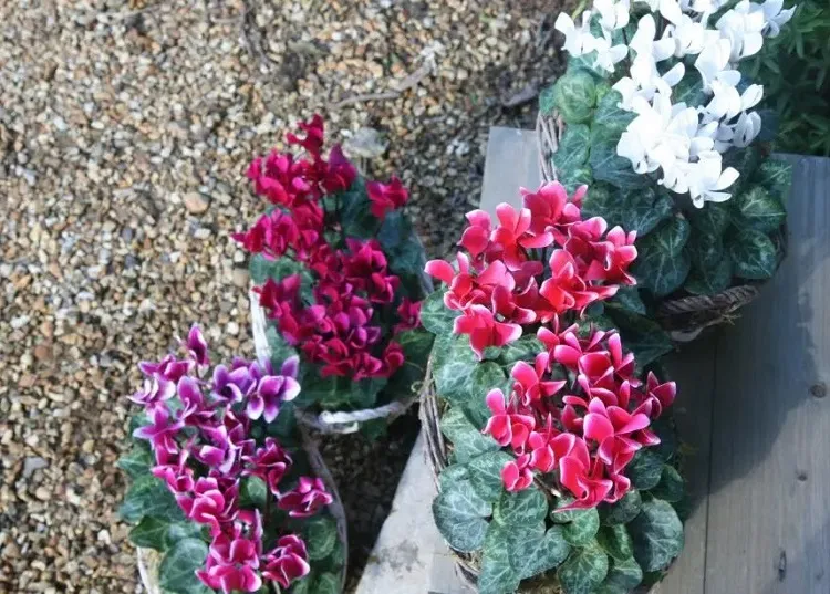 mini cyclamens en pot plantes fleuries pour un jardin fleuri toute l'année même en hiver