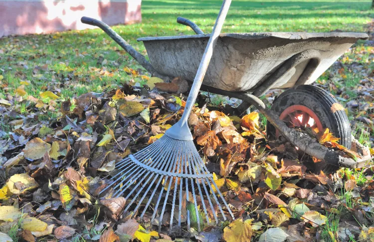 outils pour ramasser les feuilles mortes facilement