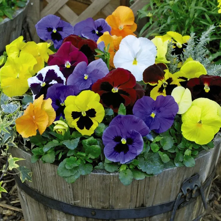 pensées en pot pour des jardinières d'automne colorées sans entretien
