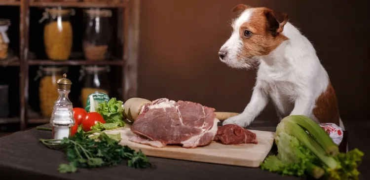 peut on donner de la viande crue à son chien quels risques bienfaits