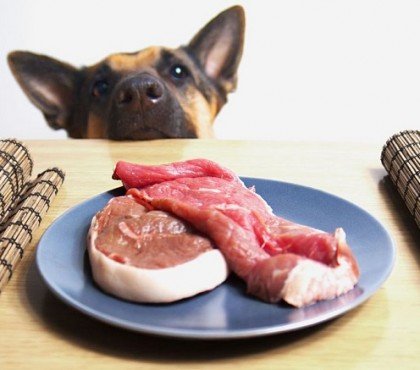 peut on donner viande crue a un chien quels sont risques bienfaits