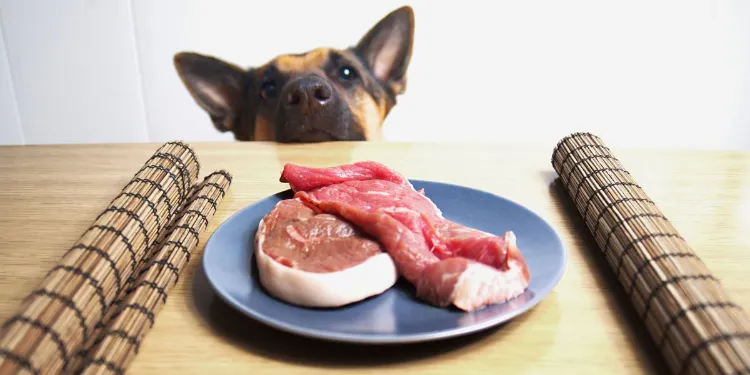 peut on donner viande crue a un chien quels sont risques bienfaits