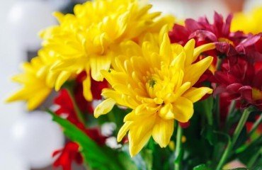 peut on prolonger la vie des chrysanthèmes affichage instantané couleurs mariage événement spécial automne