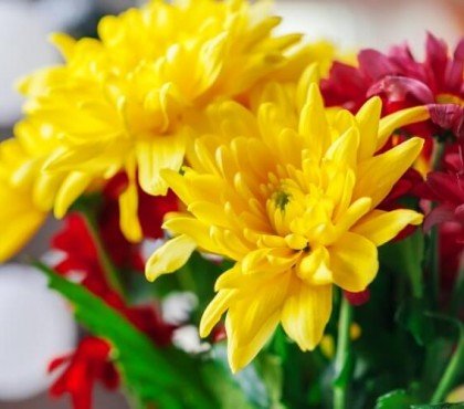 peut on prolonger la vie des chrysanthèmes affichage instantané couleurs mariage événement spécial automne