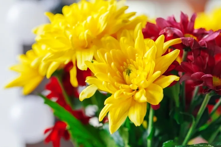 peut on prolonger la vie des chrysanthèmes affichage instantané couleurs mariage événement spécial automne