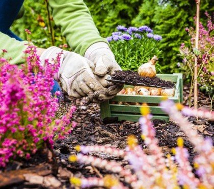 planter bruyère calluna