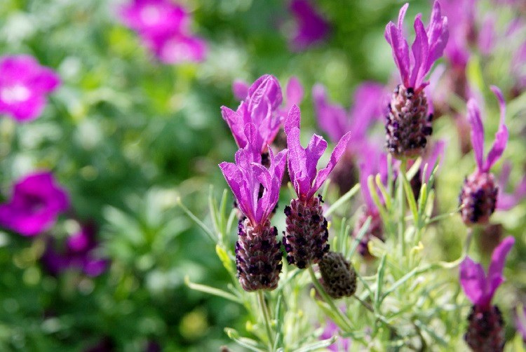 planter la lavande papillon