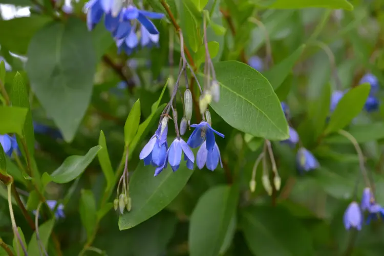 plantes grimpantes persistantes à fleurs bleues sollya