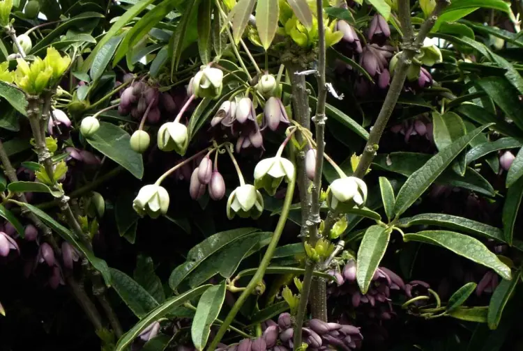 plantes grimpantes plein soleil à feuillage persistant fleurs latifollia