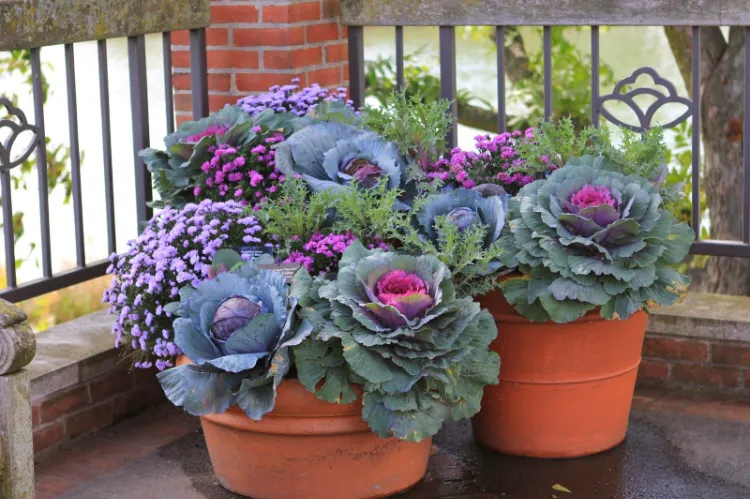 plantes vertes pour jardinières d'automne originales colorées balcon terrasse choux décoratifs potager