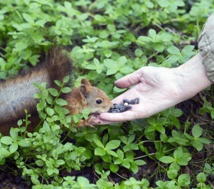 pourquoi attirer des écureuils dans mon jardin mettre noix noisettes graines autour arbre gagner confiance
