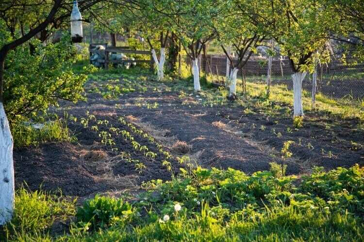 pourquoi préparer son potager en permaculture automne compagnonnage rotation cultures