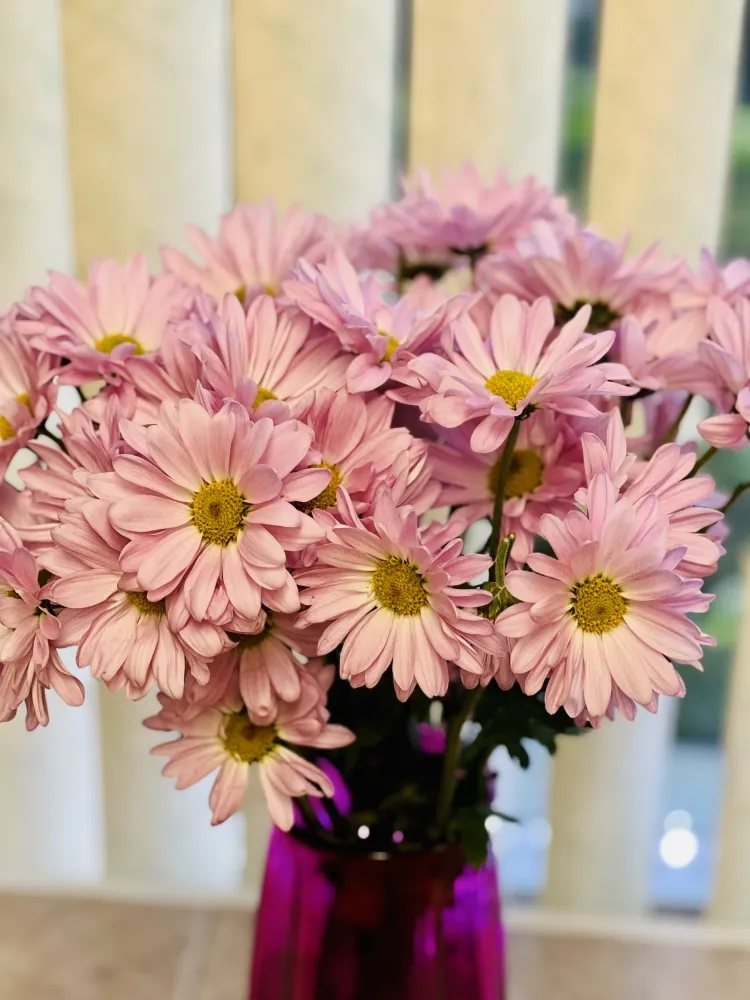 pourquoi prolonger la vie des chrysanthèmes faire revivre plante mourante garder bouquet vase