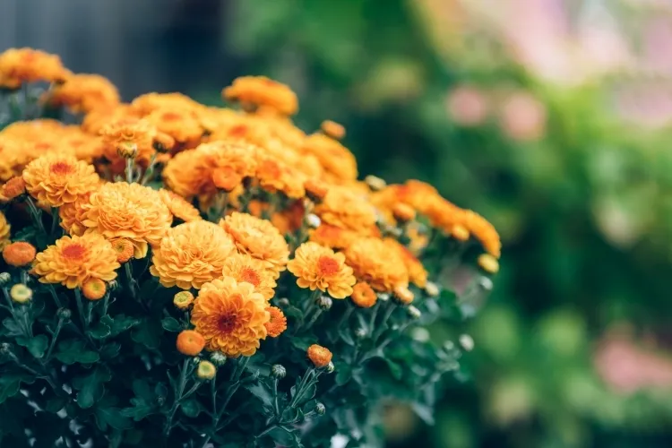 prolonger la vie des chrysanthèmes plante vivace fait partie famille asteraceae pot terre