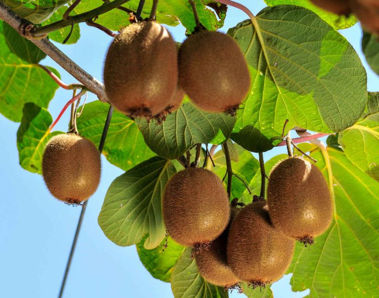 quand cueillir les kiwis