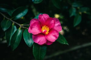 quand et comment planter un camélia du japon en pleine terre