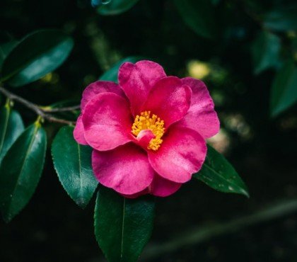 quand et comment planter un camélia du japon en pleine terre