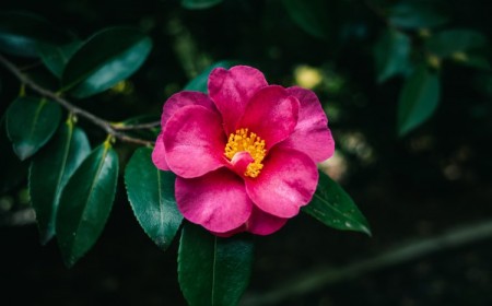 quand et comment planter un camélia du japon en pleine terre