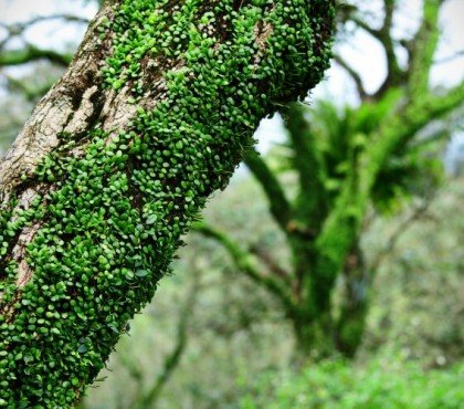 quand et comment tailler le lierre empêcher arbre respirer épuiser nutriments menacer écosystème