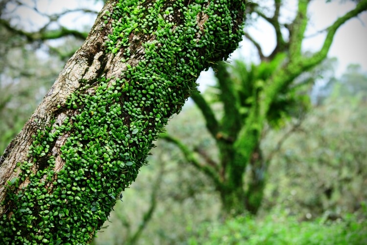 quand et comment tailler le lierre empêcher arbre respirer épuiser nutriments menacer écosystème