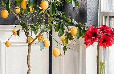 quand rentrer un citronnier en pot à l'intérieur hiverner les plantes