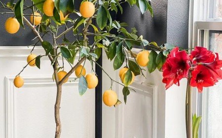 quand rentrer un citronnier en pot à l'intérieur hiverner les plantes