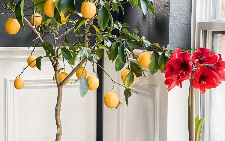 quand rentrer un citronnier en pot à l'intérieur hiverner les plantes