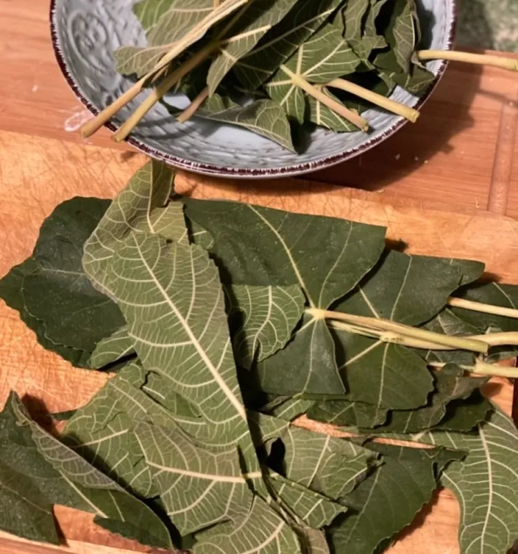 que faire avec des feuilles de figuier en cuisine ou au jardin idées astuces recettes