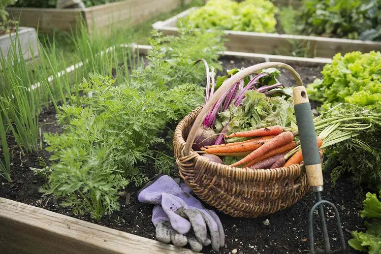 que planter en octobre quels légumes racines feuilles carottes salades