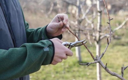quel arbre fruitier tailler en octobre et novembre comment faire astuces