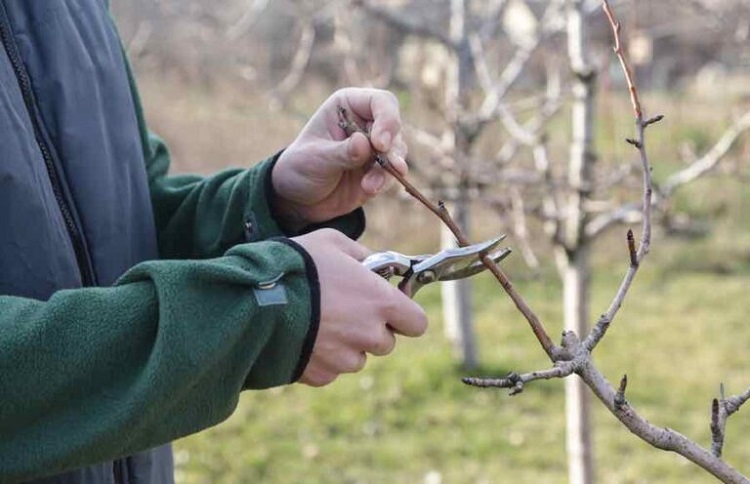 quel arbre fruitier tailler en octobre et novembre comment faire astuces