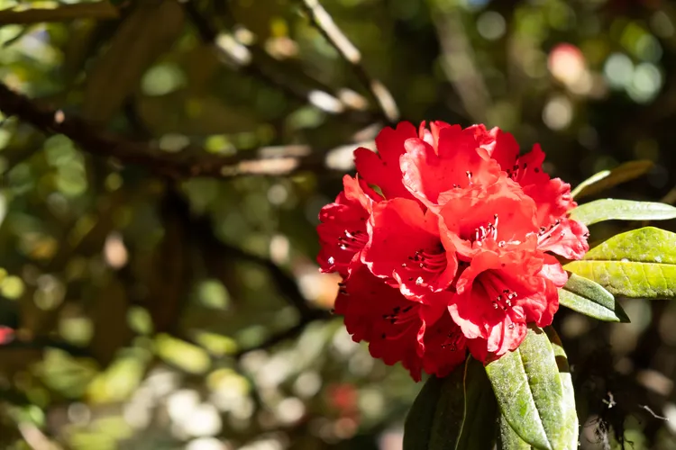 quel arbuste fleurit en rouge rhododendron