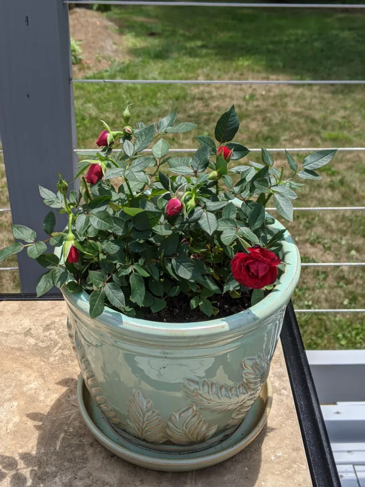 quel arbuste se cultiver en pot sur balcon terrasse pleins soleil culture rosiers en pot bac jardinière