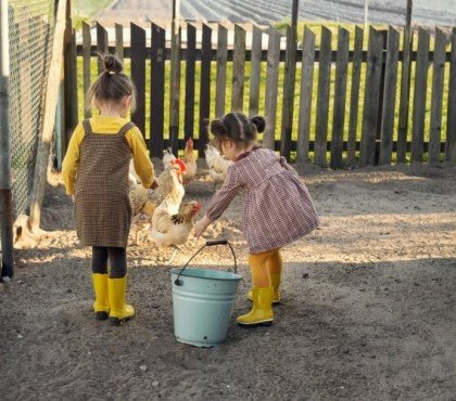 quelle est la meilleure nourriture pour les poules pondeuses comment nourrir veiller quoi éviter aliments toxiques