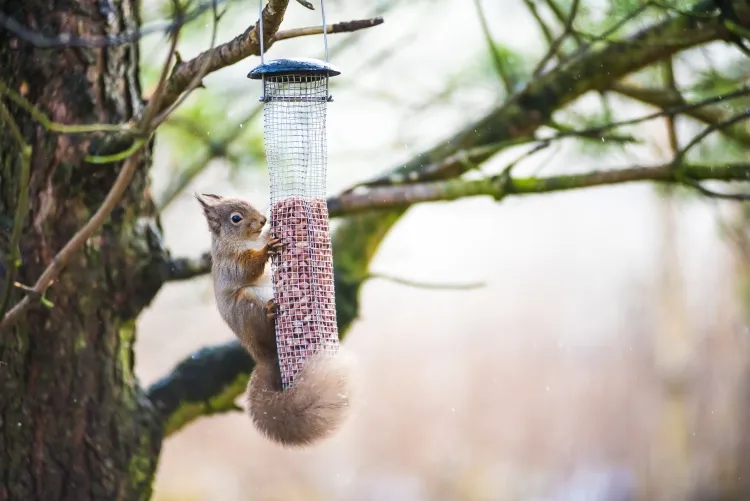 quelle est la nourriture préférée de l'écureuil combiner friandises faire boules graines nourriture vitaminée