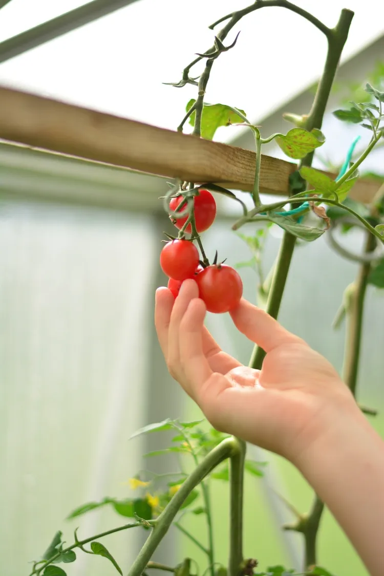 quelle exposition pour les tomates en pot taille pot terreau nutriments engrais arrosage lumière