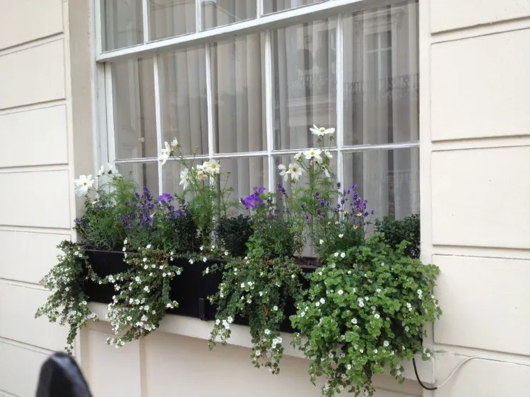 quelles fleurs pour pots jardinières rebord fenêtre extérieur automne lavande