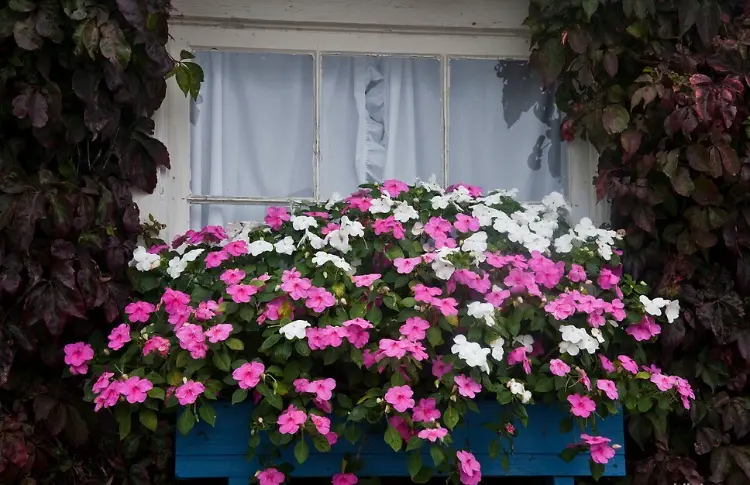 quelles fleurs pour rebord fenêtre extérieur automne jardinière impatientes