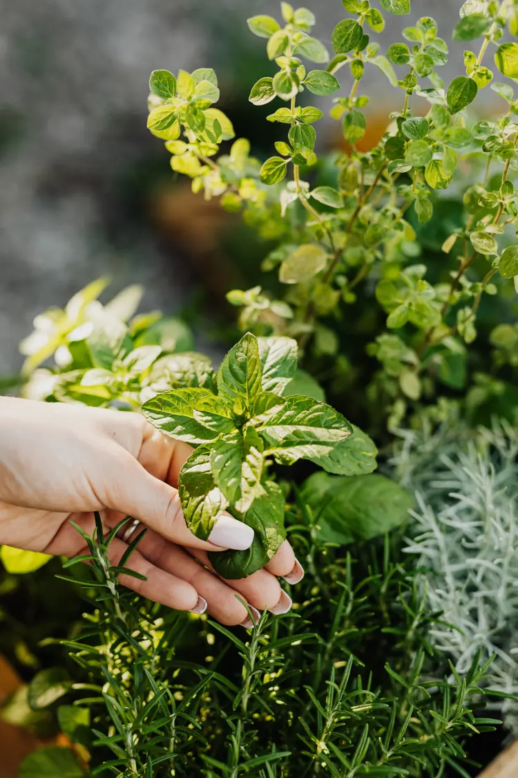 quelles plantes aromatiques planter en septembre comment cultiver la menthe